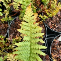Dryopteris affinis 'Cristata The King'